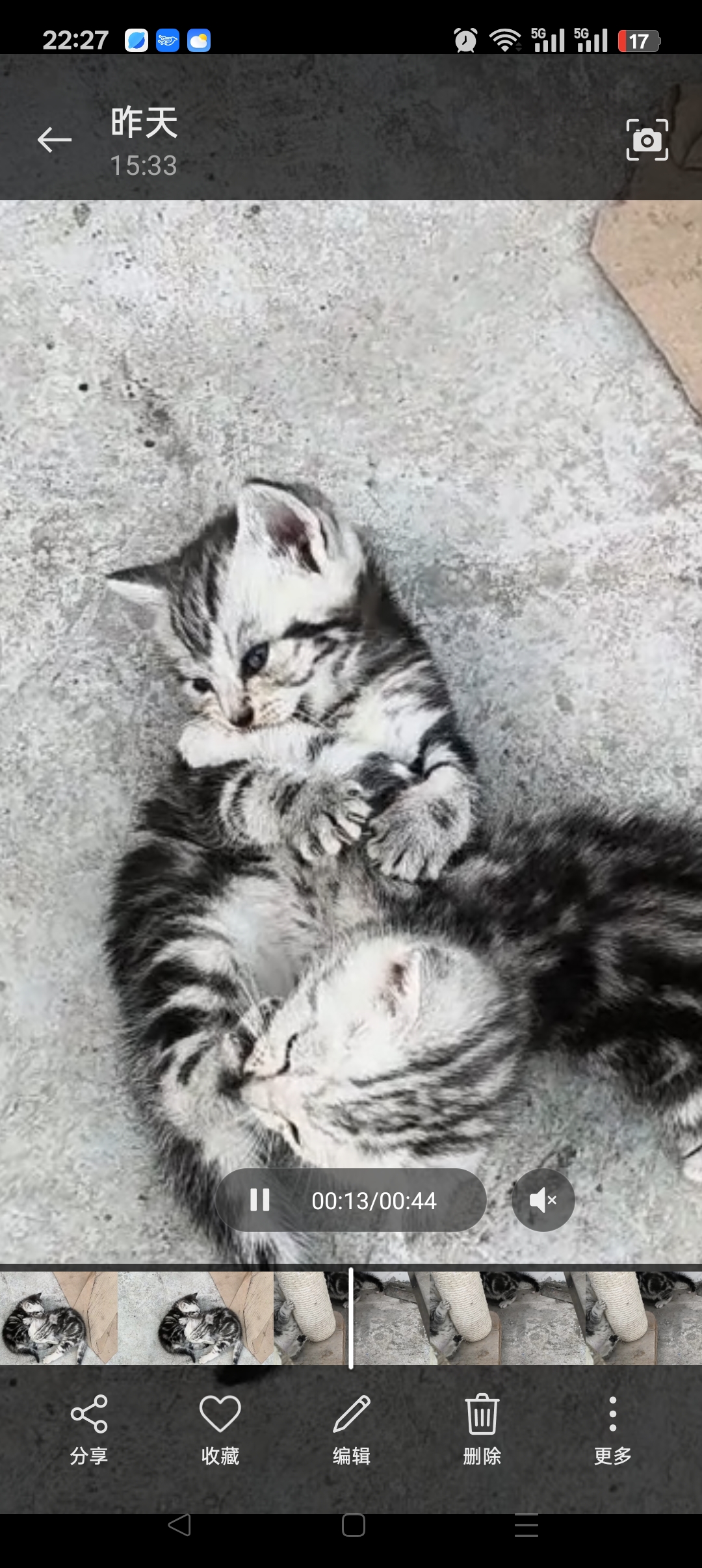 美短虎斑猫猫，纹路清晰，萌萌可爱